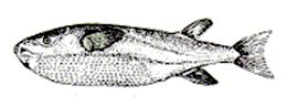 Lagocephalus lagocephalus_claves.jpg